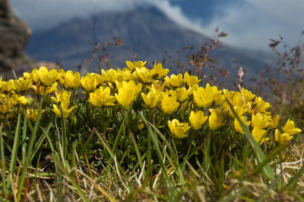 Изображение особи Saxifraga serpyllifolia.