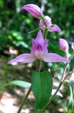 Cephalanthera rubra. Верхушка цветущего растения. Крым, окр. Ялты, гора Лапата, сосновый лес. 9 июля 2011 г.