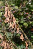 Hedysarum alpinum