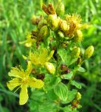 Hypericum maculatum. Соцветие с бутонами, цветками и завязавшимся плодом. Ярославская обл., Переславский р-н, окр. с. Копнино, пойма р. Нерль. 08.07.2011.