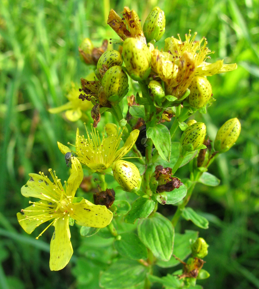 Image of Hypericum maculatum specimen.