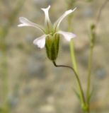 Image of specimen