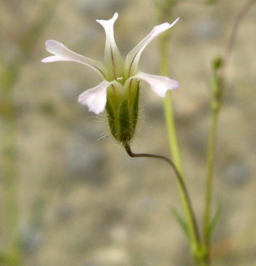 Image of Pseudosaponaria pilosa specimen.