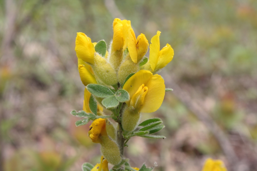 Изображение особи Chamaecytisus triflorus.