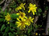 Hieracium krylovii