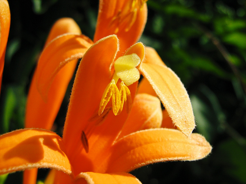 Image of Pyrostegia venusta specimen.