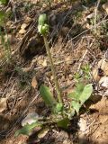 Taraxacum ostenfeldii