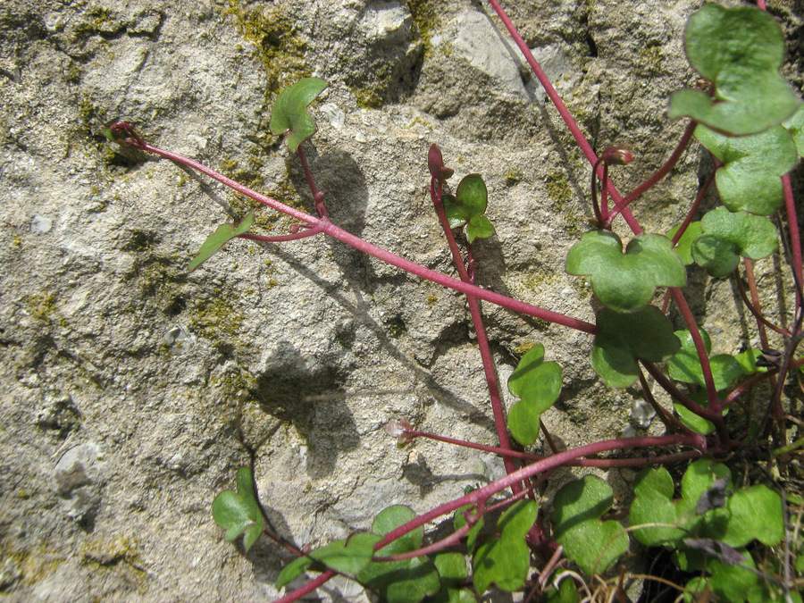 Изображение особи Cymbalaria muralis.