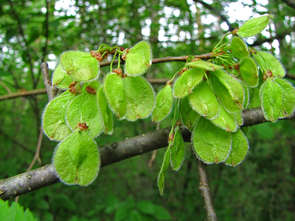 Изображение особи Ulmus laevis.