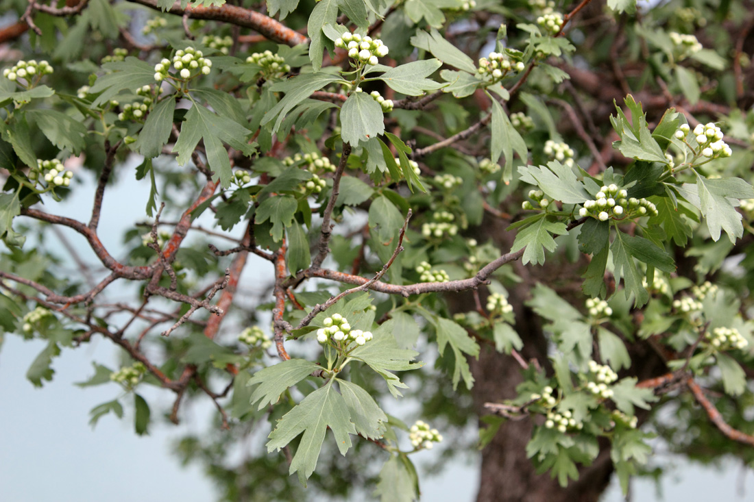 Изображение особи Crataegus pontica.