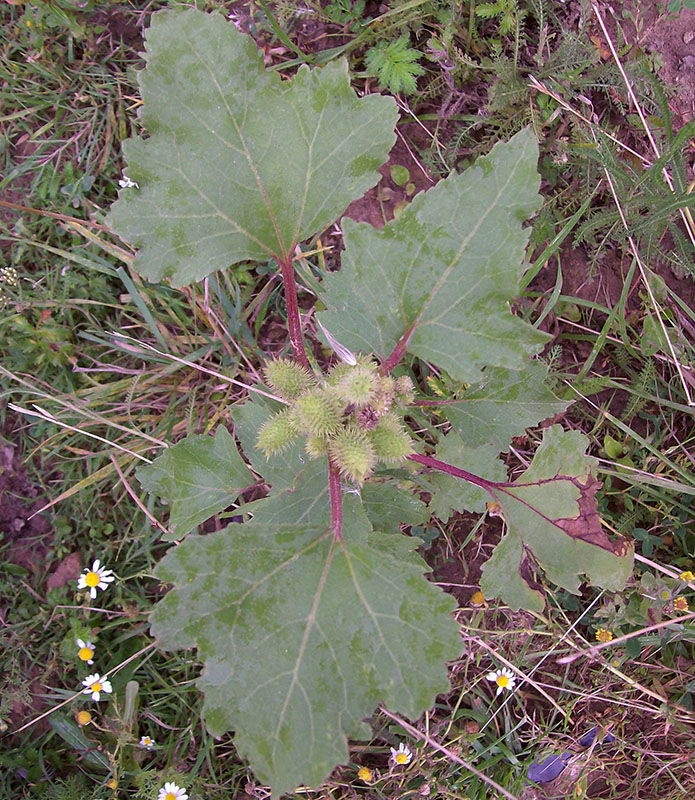 Изображение особи Xanthium orientale.