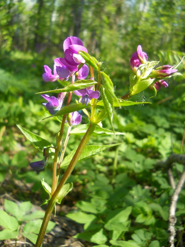 Изображение особи Lathyrus vernus.