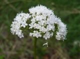 Valeriana rossica