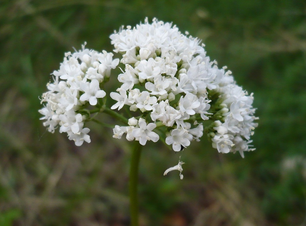 Image of Valeriana rossica specimen.