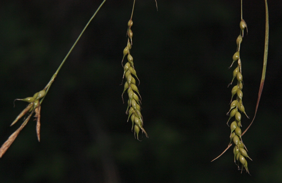 Image of Carex arnellii specimen.