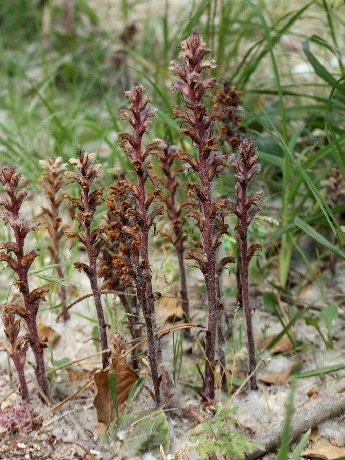 Image of genus Orobanche specimen.