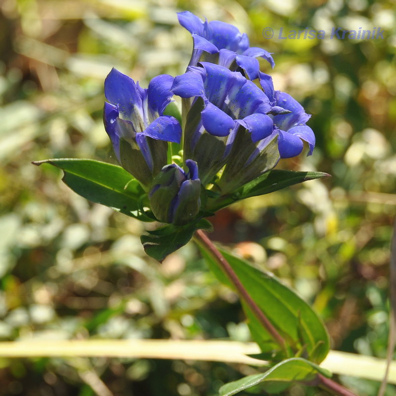 Image of Gentiana scabra specimen.