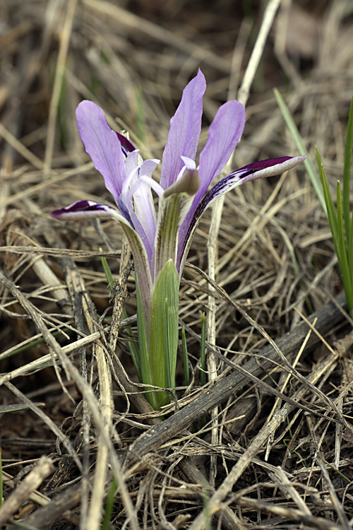 Изображение особи Iridodictyum kolpakowskianum.