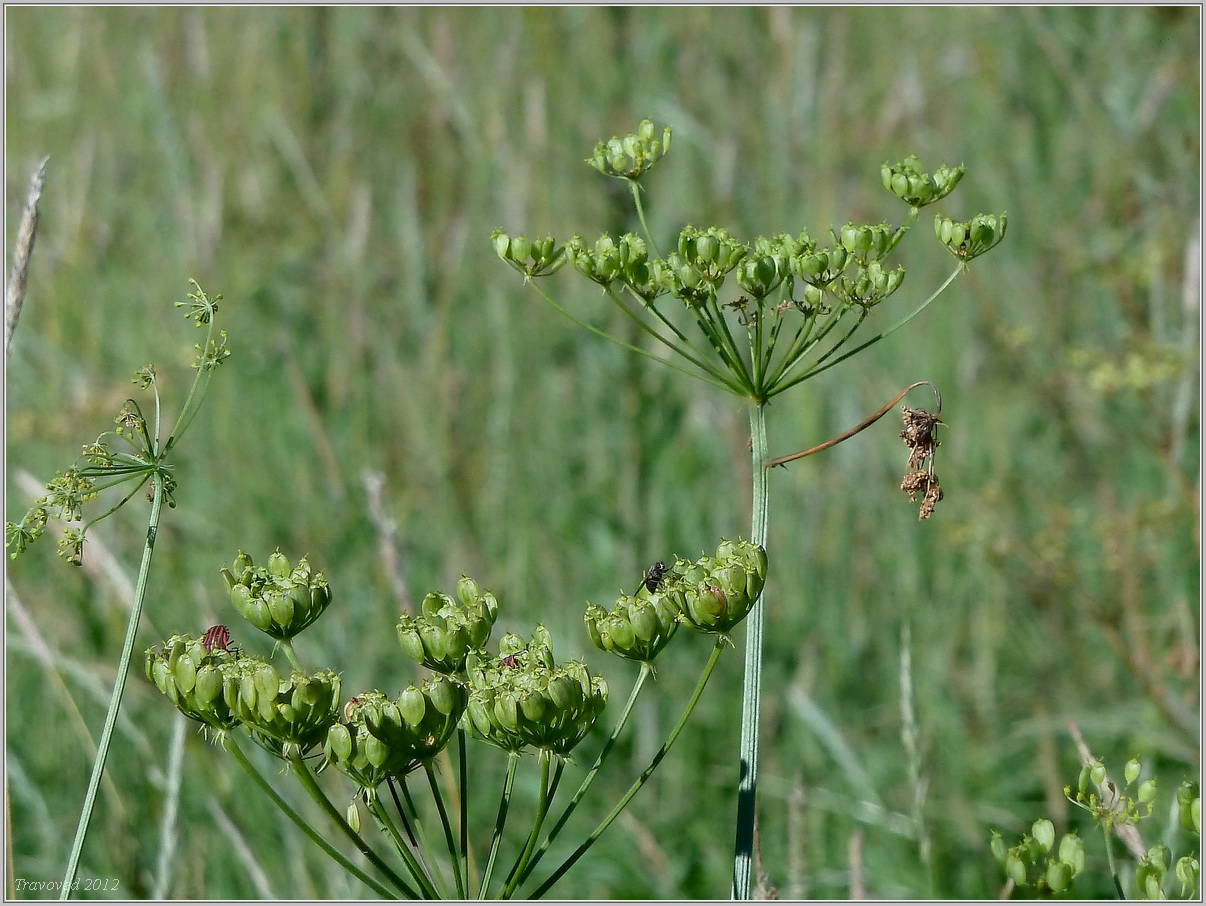 Image of Heracleum sibiricum specimen.