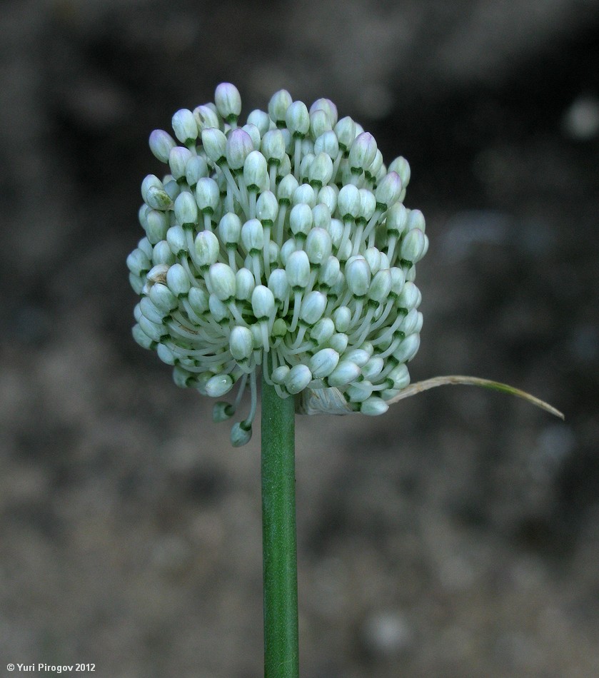 Image of Allium turkestanicum specimen.