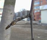 Sorbus aria. Часть побега с почками. Курская обл., г. Железногорск. 7 апреля 2009 г.