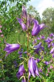 Campanula latifolia