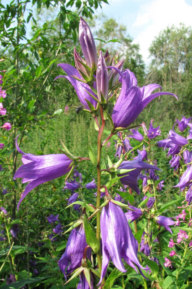 Image of Campanula latifolia specimen.