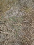 Limonium bungei. Цветущее растение. Украина, г. Запорожье, о. Хортица. 11.08.2012.