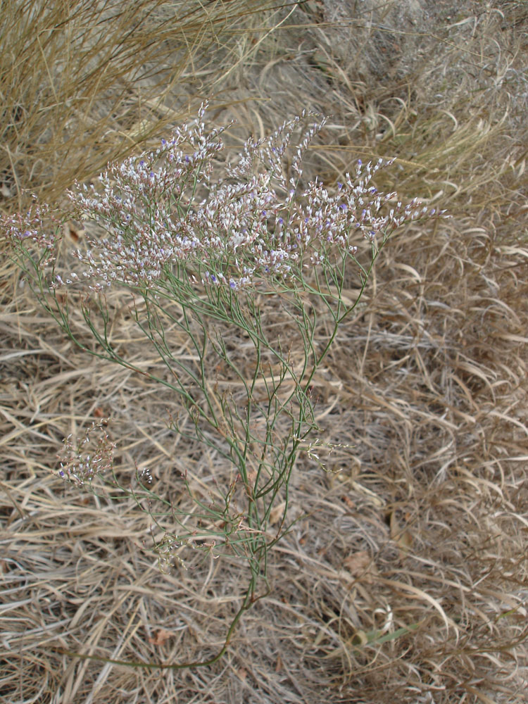 Изображение особи Limonium bungei.