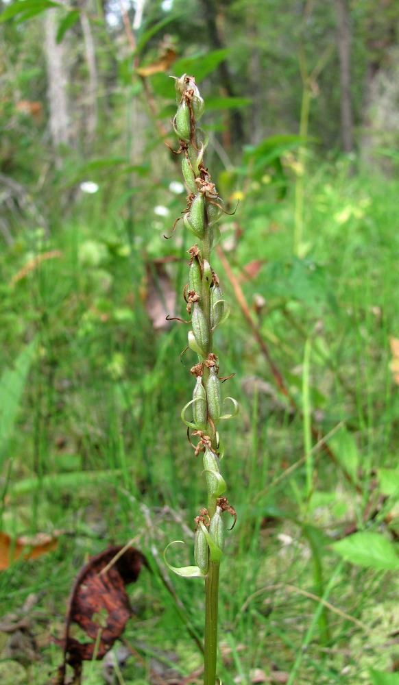 Изображение особи Gymnadenia conopsea.