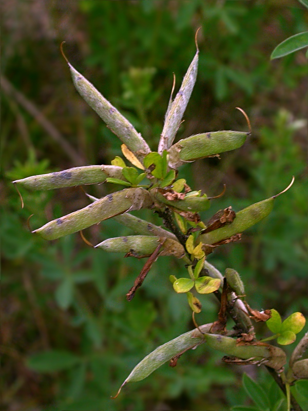 Изображение особи Chamaecytisus ruthenicus var. ssyreiszczikowii.