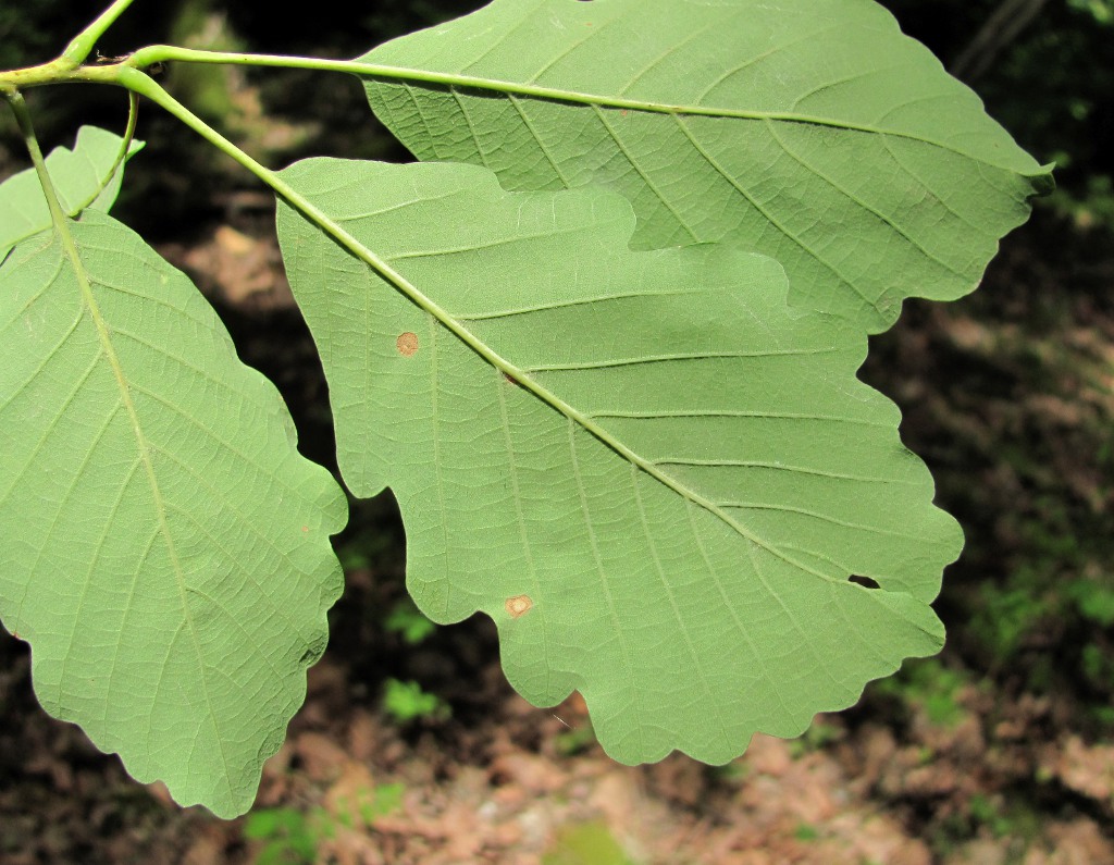 Image of Quercus iberica specimen.