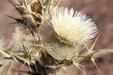 Cirsium turkestanicum