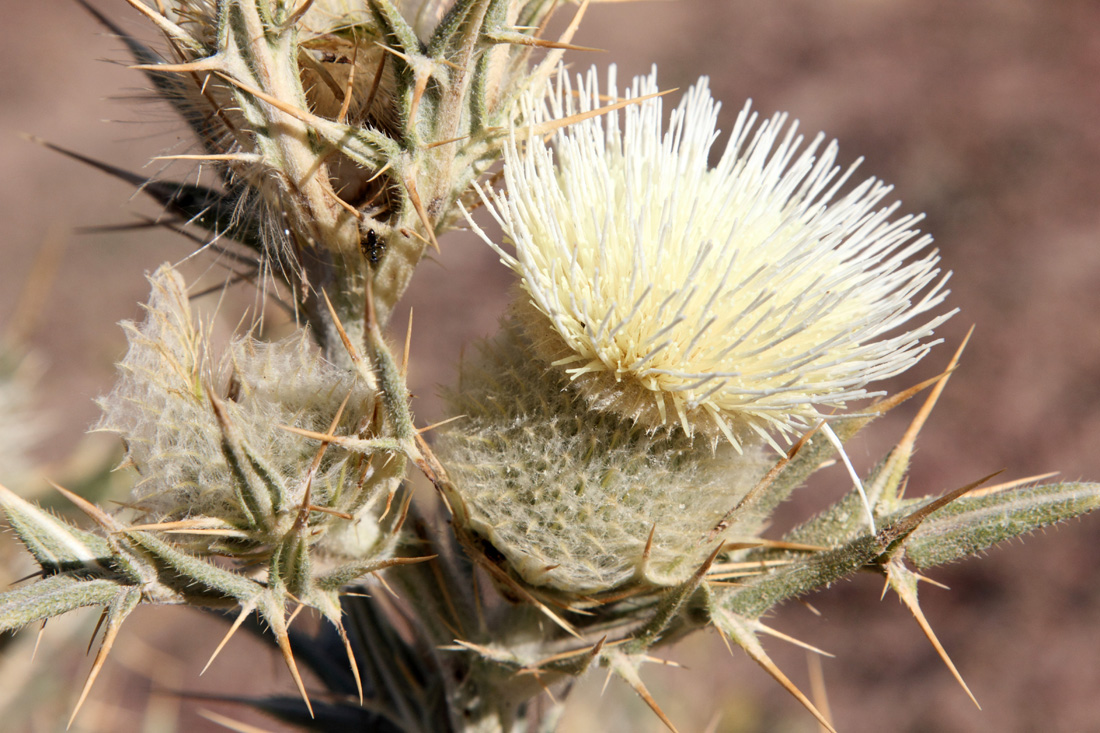 Image of Cirsium turkestanicum specimen.