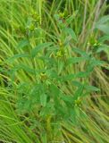 Hypericum gebleri