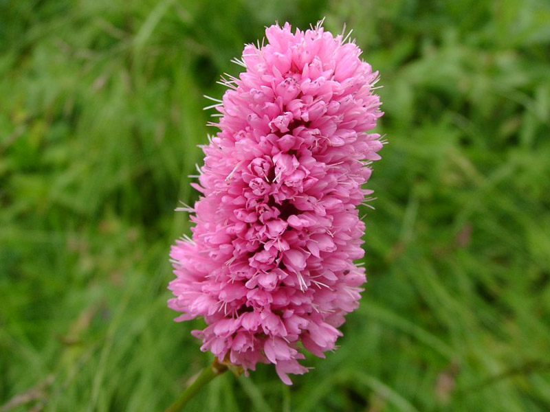 Image of Bistorta carnea specimen.