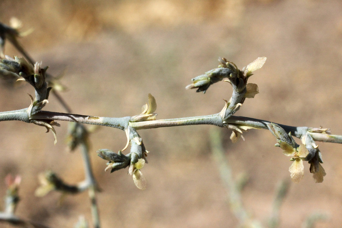 Изображение особи Girgensohnia oppositiflora.