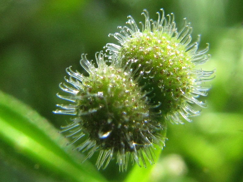 Изображение особи Galium aparine.