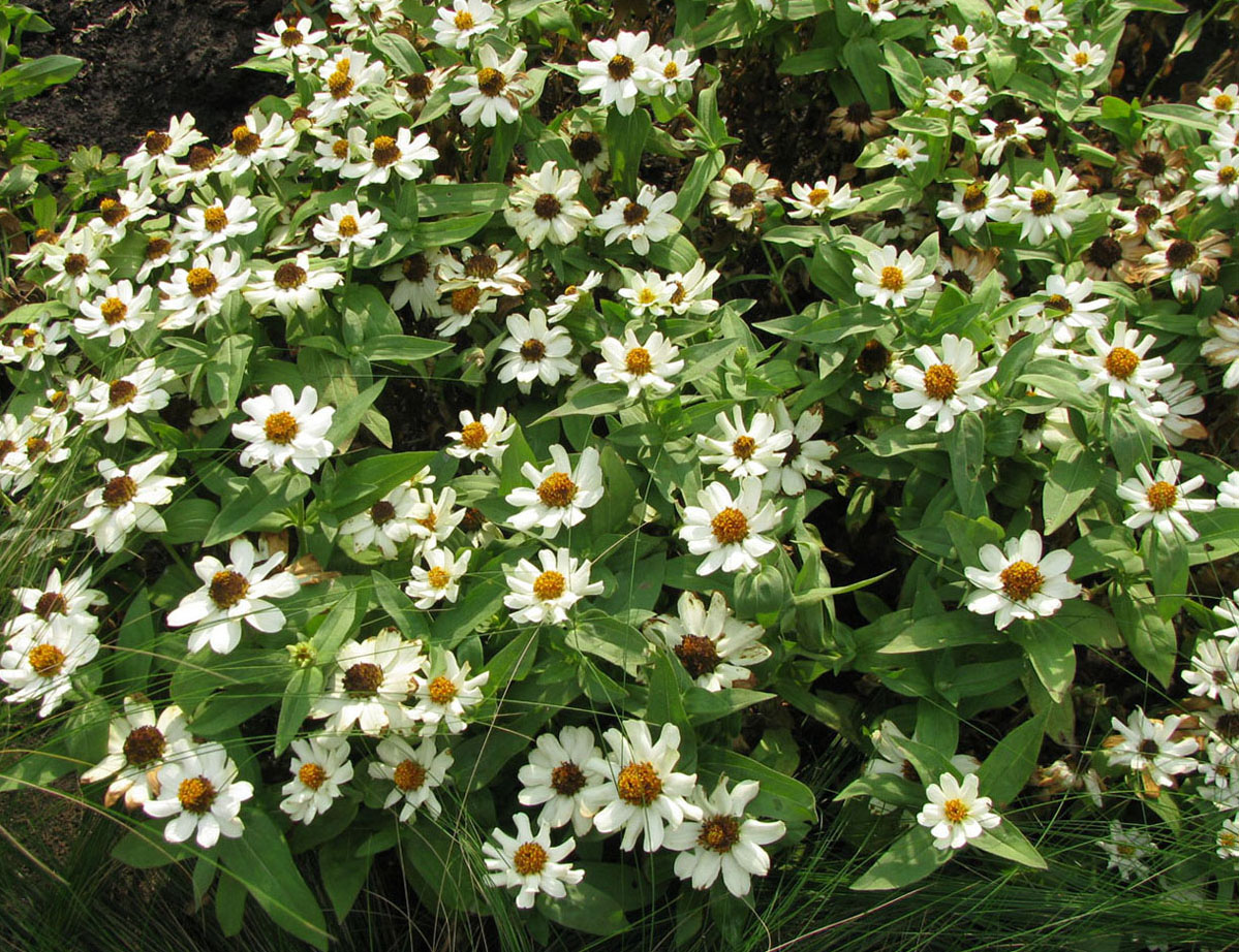 Image of Zinnia angustifolia specimen.