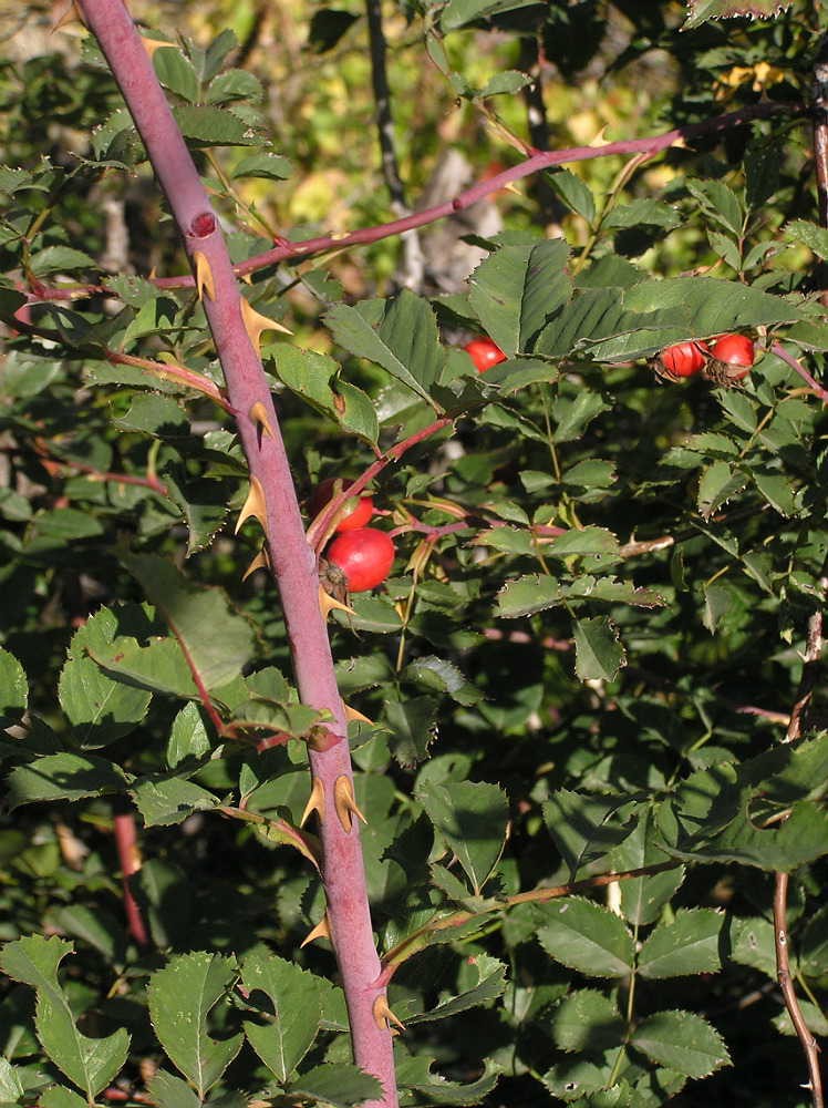 Image of genus Rosa specimen.