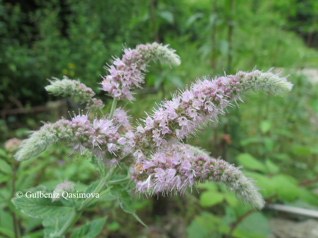 Image of Mentha longifolia specimen.