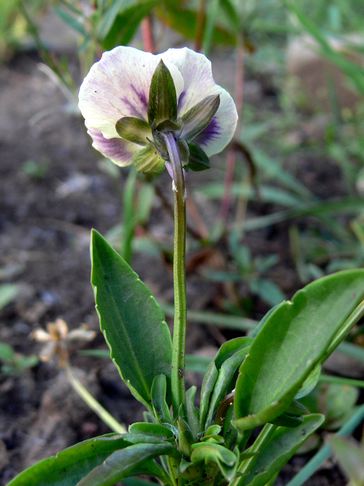 Image of Viola wittrockiana specimen.