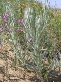 Scorzonera ensifolia
