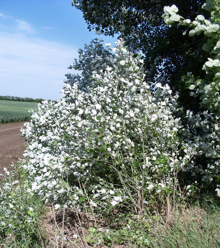 Изображение особи Populus &times; canescens.