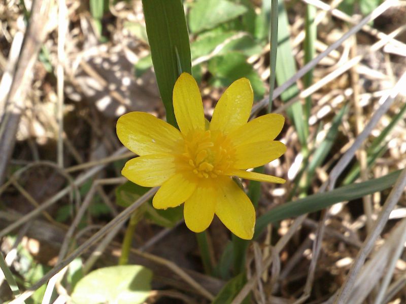 Image of Ficaria verna specimen.