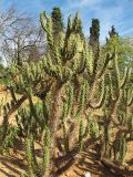 Austrocylindropuntia subulata