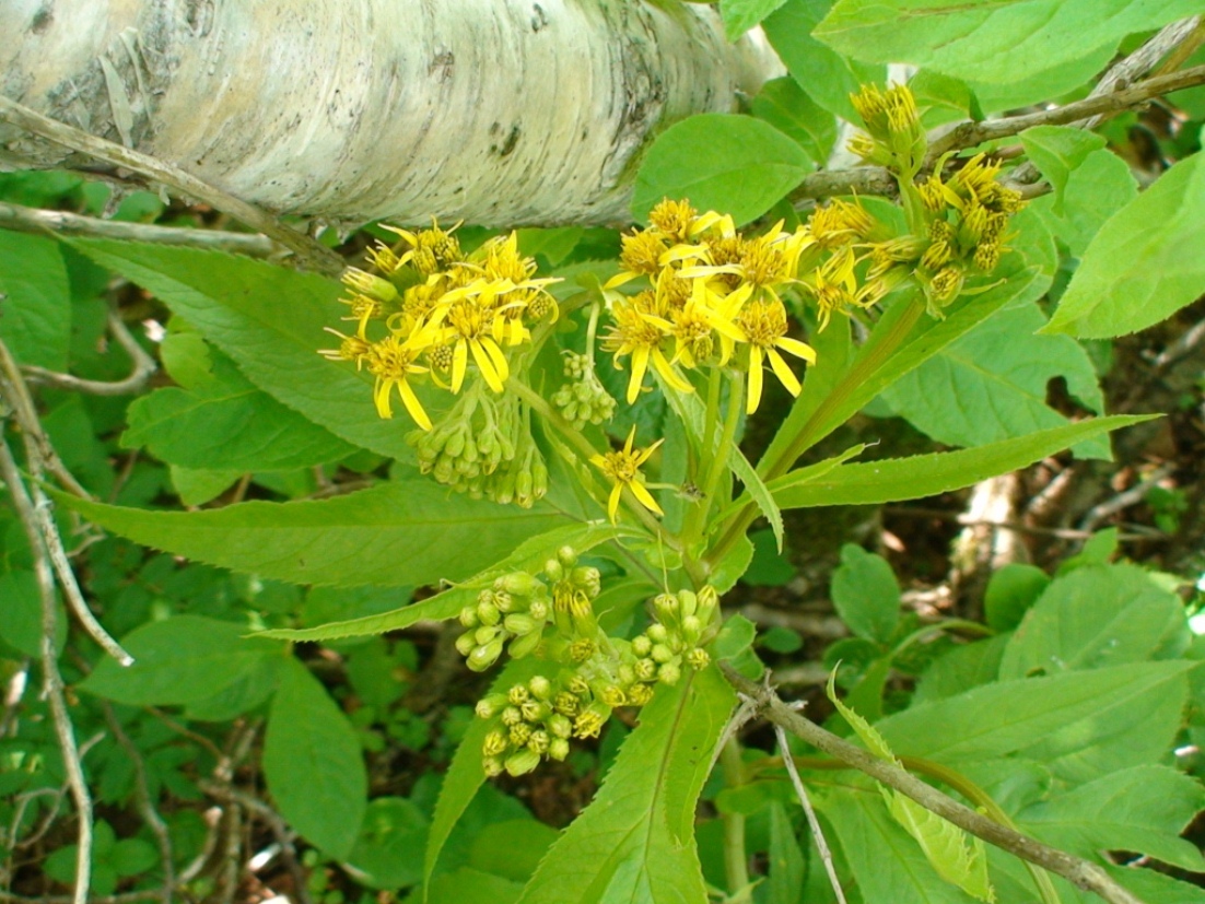 Изображение особи Senecio cannabifolius.