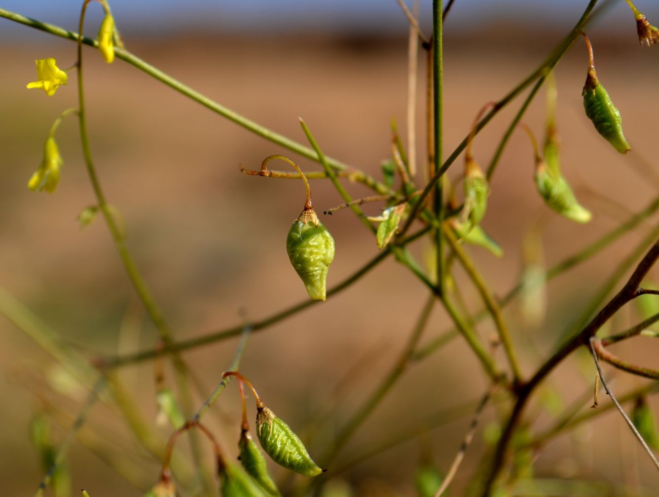 Изображение особи Melilotus polonicus.