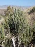 Ephedra procera