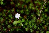 Trientalis europaea